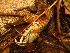 Crayfish Shell